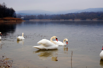White swans on a colorful lake © mikhailgrytsiv