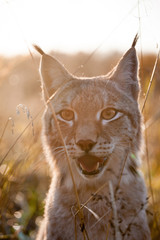 Abordable Eurasian Lynx, portrait in autumn field