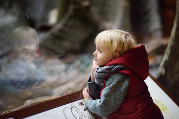 Little kid boy watching animals through the glass in zoo