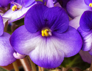 macro photo of light blue violet isolated flower. Blue Colored African Violet Flower Isolated on White Background. Macro.