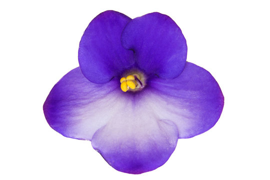Blue african violet flower (saintpaulia) isolated on white background, closeup. Blue Colored African Violet Flower Isolated on White Background. Macro.