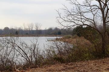 A view of the calm lake though the bare branches on shore.