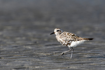 換羽中のダイゼン(Grey plover)