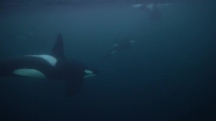 Orcas, killer whales hunting herrings in the fjords of northern Norway