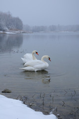 White swans on the winter lake © mikhailgrytsiv