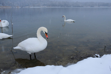 White swans on the winter lake © mikhailgrytsiv