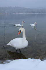 White swans on the winter lake © mikhailgrytsiv