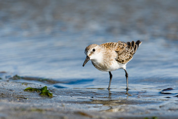 トウネン幼鳥(Red-necked Stint)
