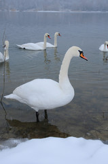 White swans on the winter lake
