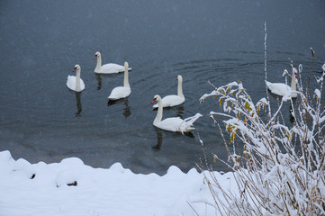 White swans on the winter lake © mikhailgrytsiv