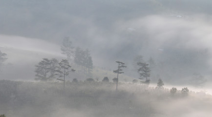 Pine forest valley in mistty morning