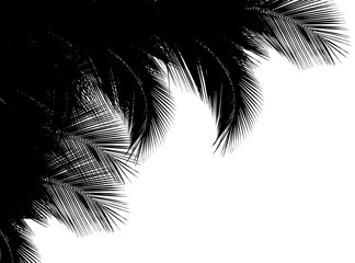  palmes noires de cocotier en coin de page