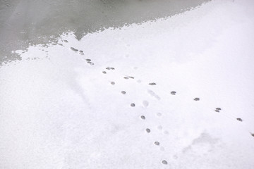 Traces of animals in snow. Deer, moose, wolf, fox, dog, cat paws footprints in the forest. Concept of hunting and shooting wild animals. Migration and mating time. 