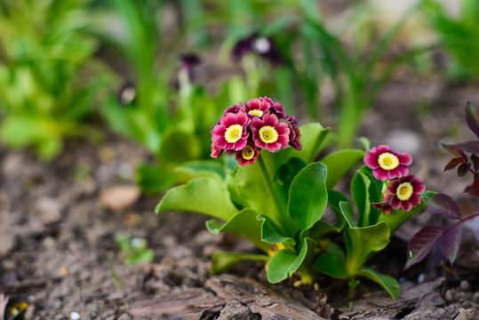 Beautiful primula auricula seedling