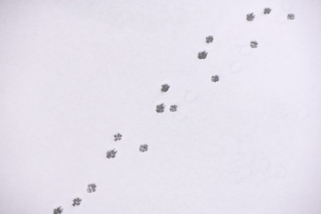 Traces of animals in snow. Deer, moose, wolf, fox, dog, cat paws footprints in the forest. Concept of hunting and shooting wild animals. Migration and mating time. 