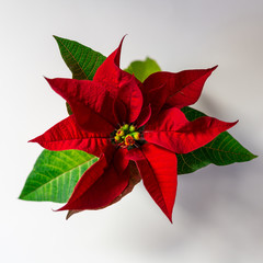 One flower Christmas star on a white background. Square. View from the top. Flatlay