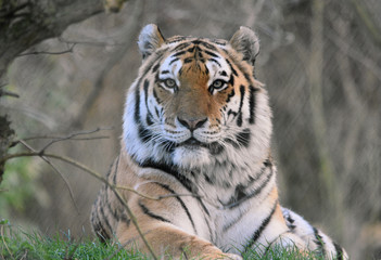 Tiger with eye contact face on