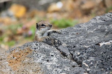 Streifenh&ouml;rnchen 