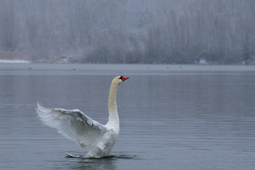 White swans on the winter lake