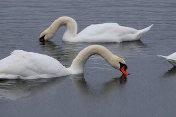 White swans on the winter lake © mikhailgrytsiv