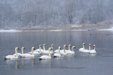 White swans on the winter lake © mikhailgrytsiv
