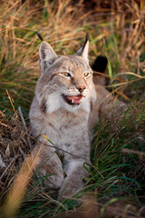 Abordable Eurasian Lynx, portrait in autumn field