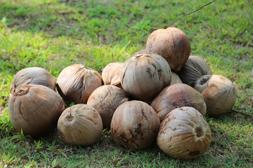 Coconuts on Koh Chang island, Thailand