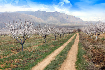 Fototapeta na wymiar Apricot farm during sping season against Vayk mountain range, Vayots Dzor Province