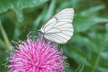 White butterfly Pieris brassicae, on purple flower of medicinal plant Rhapónticum carthamoídes,
