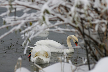 White swans on the winter lake © mikhailgrytsiv