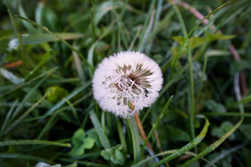 Macro shot of fluffy and fragile dandelion flower with rain drops in early morning. Concept of changing seasons and nature awakening. Wind blowing away the seeds.