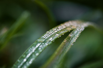 Macro shot of fragile green plant with rain drops in early morning. Concept of changing seasons and nature awakening.