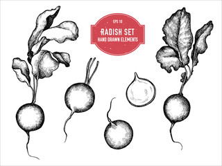 Vector collection of hand drawn black and white radish - obrazy, fototapety, plakaty