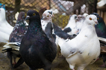 Black and white dove look into the camera