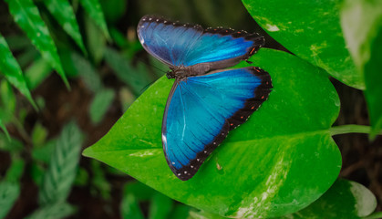 Morpho Peleides butterfly, with open wings on a green leaf, with green vegetation background
