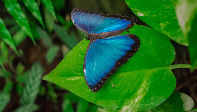 Morpho Peleides butterfly, with open wings on a green leaf, with green vegetation background - Powered by Adobe