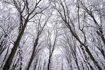 Heavy snow storm in park. Trees covered with deep, white and fluffy snow. Beautiful winter landscape scene outdoors. Concept of shoveling backyard. Winter wonderland after snow storm and hurricane