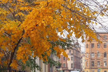 Autumn in St. Petersburg