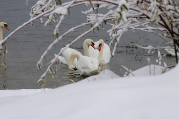 White swans on the winter lake © mikhailgrytsiv