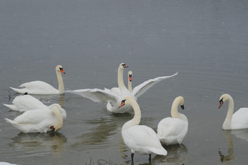 White swans on the winter lake