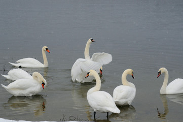 White swans on the winter lake