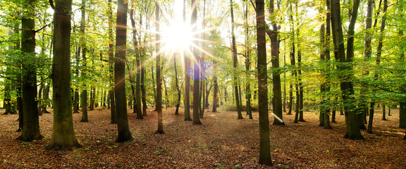 Fototapeta na wymiar Autumn landscape with sun and sun beams