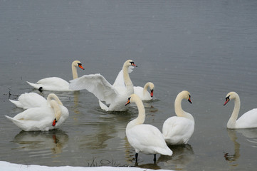 White swans on the winter lake © mikhailgrytsiv