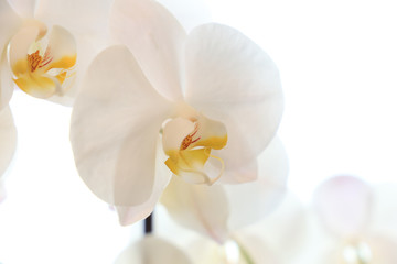 Fototapeta na wymiar Closeup of a white orchid on white background