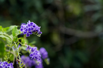 Small purple flowers with bright green leaves