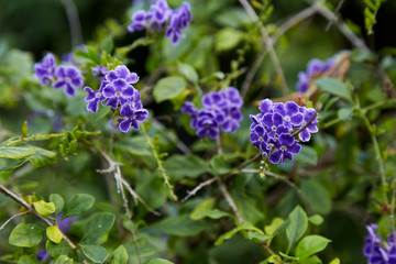 Small purple flowers with bright green leaves