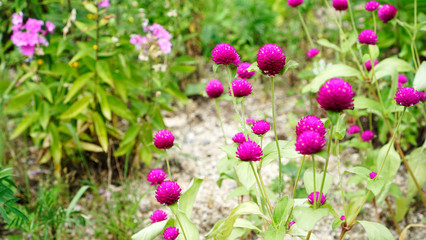 여름에 피는 양생화 천일홍