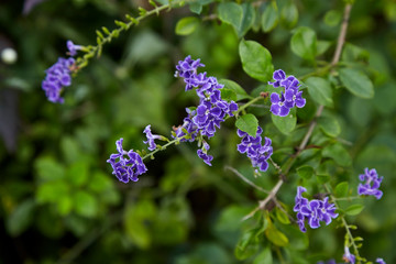 Small purple flowers with bright green leaves