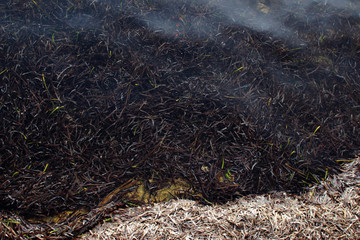 Algae seaweed beach sea water ripples tranparent