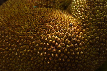 jackfruit tropical fruit